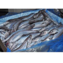 Whitening Fish/Fresh Eja Kika