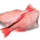 Red Bream Fish (Headless)