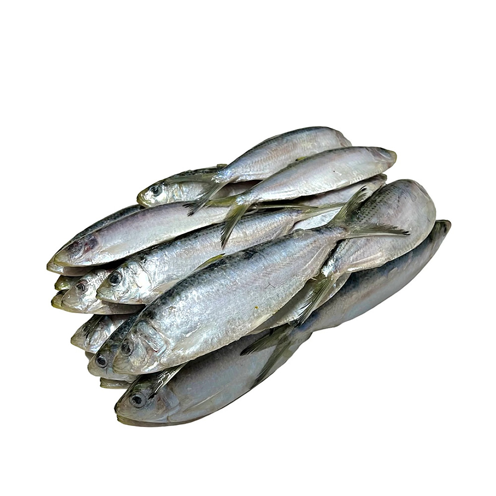 Herring Fish
