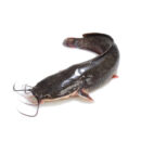 Frozen Whole Catfish