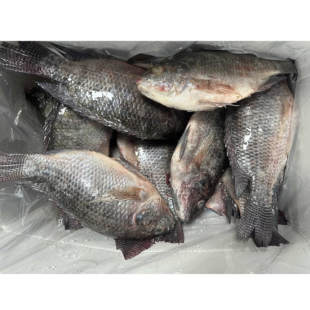 Whole Tilapia Fish