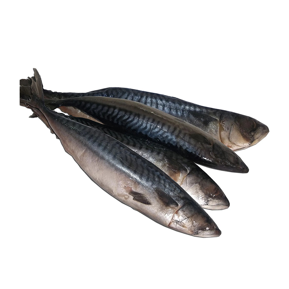 Mackerel Fish (Titus)
