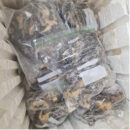 Jumbo Frozen Snails - 3pcs